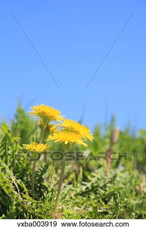 Dandelions View Large Photo Image Stock Photo - Dandelions. Fotosearch