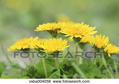 Dandelions View Large Photo Image Stock Photo - Dandelions. Fotosearch
