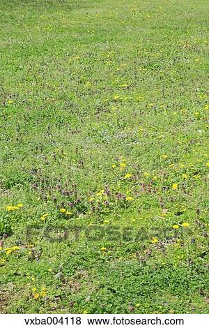 Dandelions View Large Photo Image Stock Photo - Dandelions. Fotosearch