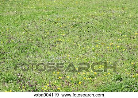 Dandelions View Large Photo Image Stock Photo - Dandelions. Fotosearch