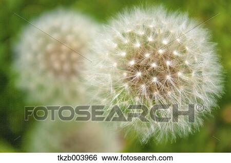 Dandelions View Large Photo Image Stock Photograph - Dandelions. Fotosearch