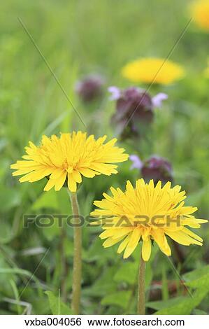 Stock Photograph - Dandelions. Fotosearch