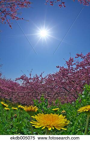 Dandelions View Large Photo Image Stock Photography - Dandelions. Fotosearch