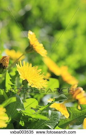 Dandelions View Large Photo Image Stock Photography - Dandelions. Fotosearch