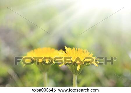 Dandelions View Large Photo Image Stock Photography - Dandelions. Fotosearch