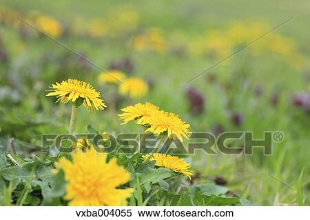 Dandelions View Large Photo Image Stock Photography - Dandelions. Fotosearch