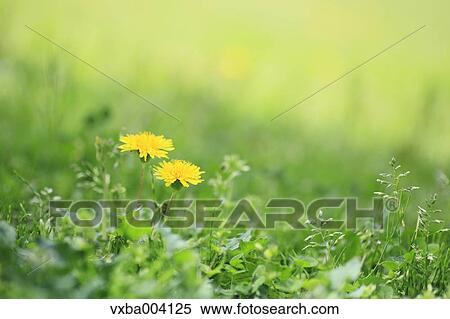 Dandelions View Large Photo Image Stock Photography - Dandelions. Fotosearch