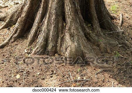 Dawn Redwood View Large Photo Image Picture - Dawn Redwood. Fotosearch