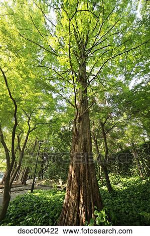 Stock Image - Dawn Redwood. Fotosearch