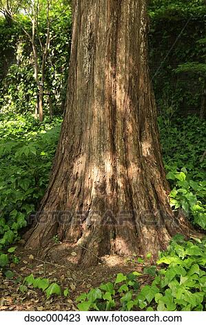 Dawn Redwood View Large Photo Image Stock Image - Dawn Redwood. Fotosearch