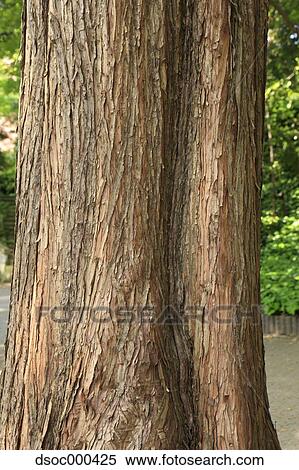 Dawn Redwood View Large Photo Image Stock Photography - Dawn Redwood. Fotosearch