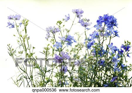 Stock Photograph - Delphinium. Fotosearch