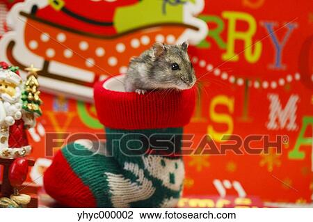 Djungarian Hamster View Large Photo Image Stock Image - Djungarian Hamster. Fotosearch