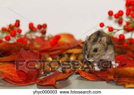 Djungarian Hamster View Large Photo Image Stock Image - Djungarian Hamster. Fotosearch