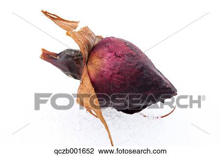 Dried rose bud View Large Photo Image Stock Image - Dried rose bud. Fotosearch