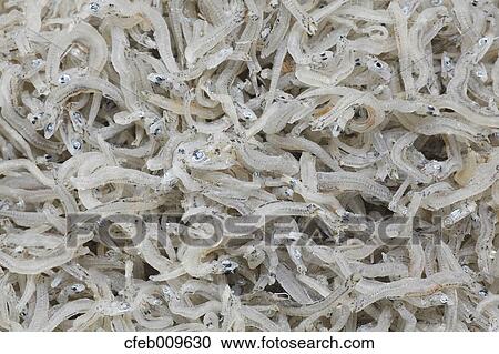 Dried Whitebait View Large Photo Image Stock Image - Dried Whitebait. Fotosearch