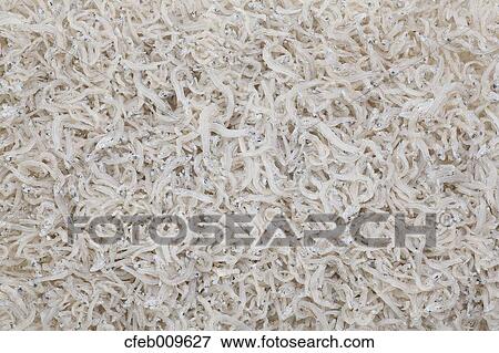 Dried Whitebait View Large Photo Image Stock Photo - Dried Whitebait. Fotosearch