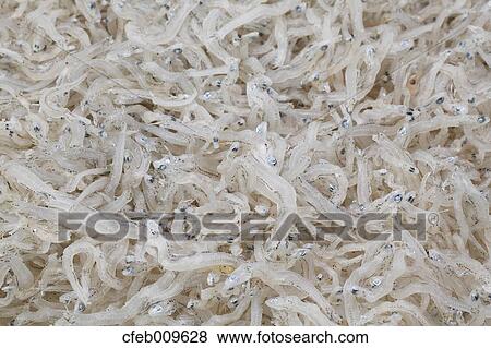 Dried Whitebait View Large Photo Image Stock Photo - Dried Whitebait. Fotosearch
