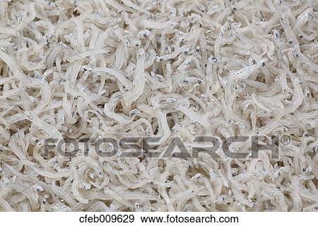 Dried Whitebait View Large Photo Image Stock Photo - Dried Whitebait. Fotosearch