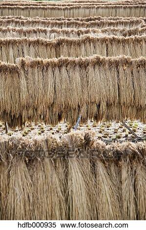 Stock Photography - Drying rice ears. Fotosearch