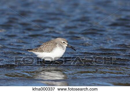 Dunlin View Large Photo Image Stock Photo - Dunlin. Fotosearch
