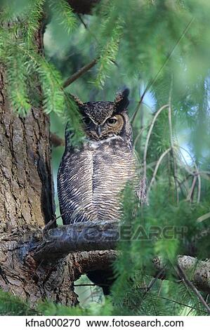 Eagle Owl View Large Photo Image Stock Image - Eagle Owl. Fotosearch