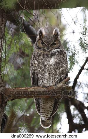 Eagle Owl View Large Photo Image Stock Photo - Eagle Owl. Fotosearch
