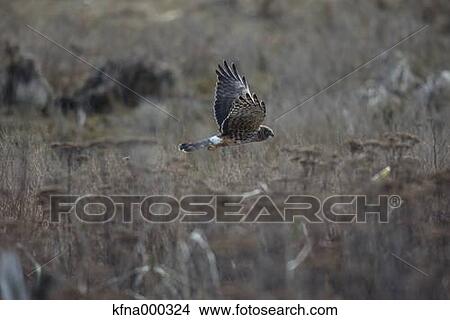 Eastern Marsh Harrier View Large Photo Image Picture - Eastern Marsh Harrier. Fotosearch