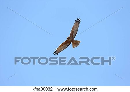 Eastern Marsh Harrier View Large Photo Image Stock Image - Eastern Marsh Harrier. Fotosearch
