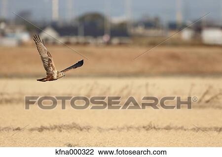 Stock Image - Eastern Marsh Harrier. Fotosearch