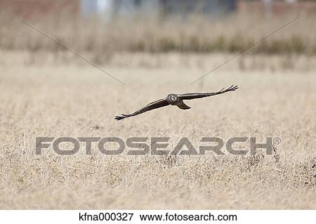 Eastern Marsh Harrier View Large Photo Image Stock Photo - Eastern Marsh Harrier. Fotosearch