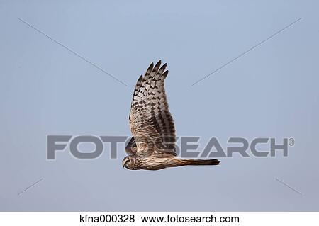 Eastern Marsh Harrier View Large Photo Image Stock Photo - Eastern Marsh Harrier. Fotosearch