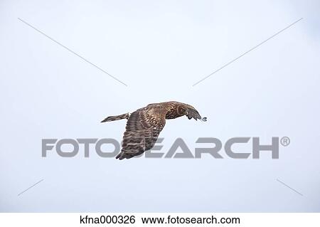 Eastern Marsh Harrier View Large Photo Image Stock Photograph - Eastern Marsh Harrier. Fotosearch