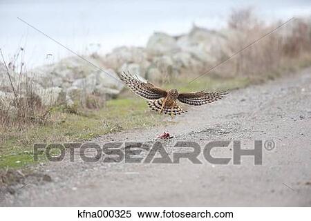 Eastern Marsh Harrier View Large Photo Image Stock Photography - Eastern Marsh Harrier. Fotosearch