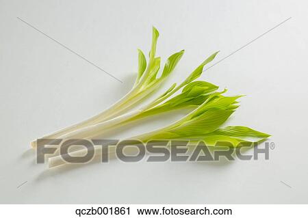 Edible Wild Plant View Large Photo Image Stock Image - Edible Wild Plant. Fotosearch