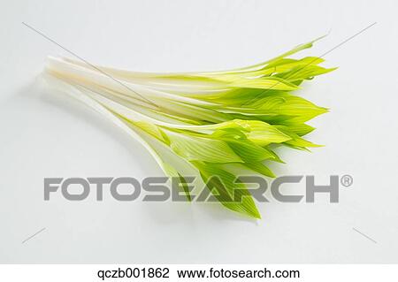 Edible Wild Plant View Large Photo Image Stock Image - Edible Wild Plant. Fotosearch