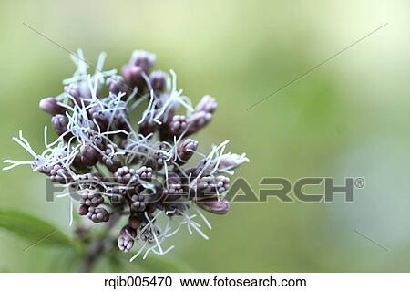 Stock Image - Eupatorium Japonicum. Fotosearch