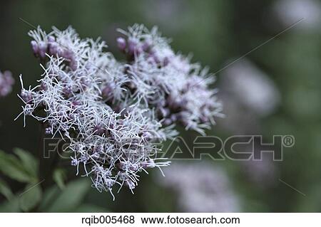 Stock Photo - Eupatorium Japonicum. Fotosearch