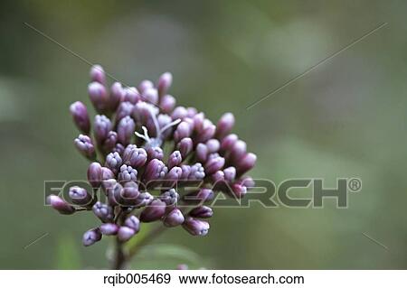 Stock Photo - Eupatorium Japonicum. Fotosearch