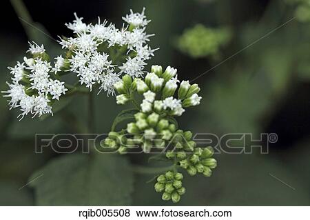 Stock Photo - Eupatorium Japonicum. Fotosearch