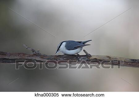 Eurasian Nuthatch View Large Photo Image Stock Photography - Eurasian Nuthatch. Fotosearch
