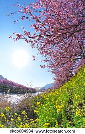 Field mustard and cherry blossoms View Large Photo Image Picture - Field mustard and cherry blossoms. Fotosearch