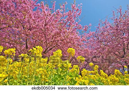 Picture - Field mustard and cherry blossoms. Fotosearch