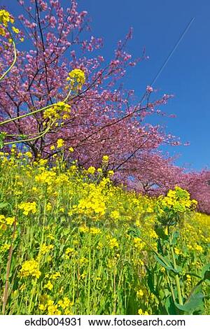 Field mustard and cherry blossoms View Large Photo Image Stock Image - Field mustard and cherry blossoms. Fotosearch