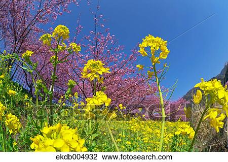Field mustard and cherry blossoms View Large Photo Image Stock Image - Field mustard and cherry blossoms. Fotosearch