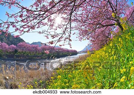 Stock Image - Field mustard and cherry blossoms. Fotosearch