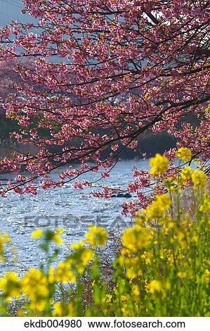 Field mustard and cherry blossoms View Large Photo Image Stock Image - Field mustard and cherry blossoms. Fotosearch