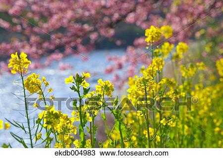 Field mustard and cherry blossoms View Large Photo Image Stock Image - Field mustard and cherry blossoms. Fotosearch