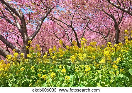 Field mustard and cherry blossoms View Large Photo Image Stock Image - Field mustard and cherry blossoms. Fotosearch