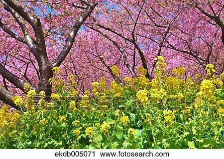 Stock Image - Field mustard and cherry blossoms. Fotosearch